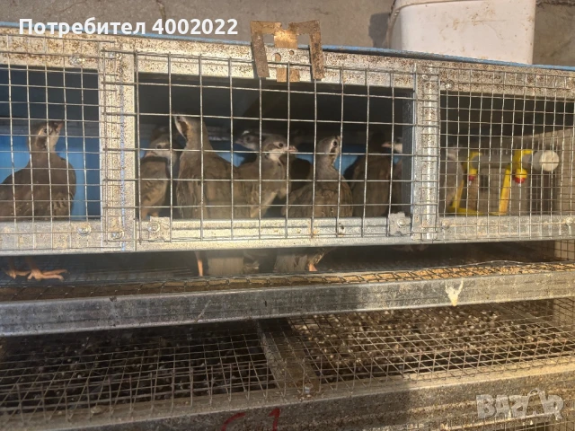 Фазани и кеклици, снимка 7 - Други - 51012673