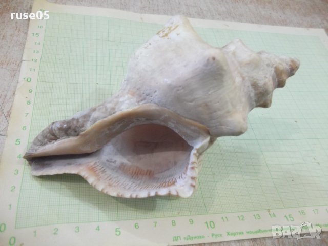 Раковина - 18