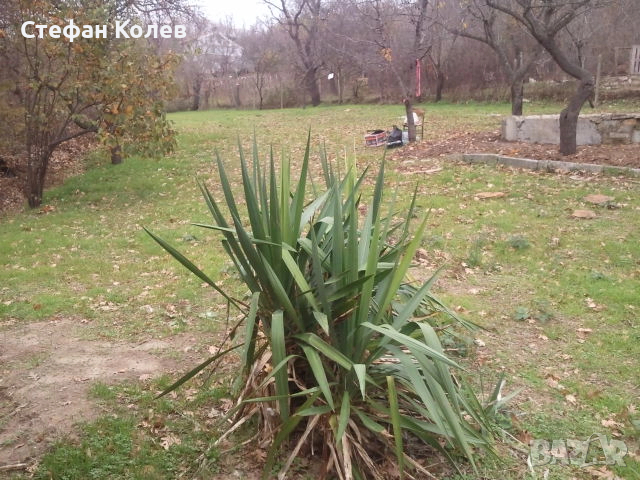 Продавам равно крайно дворно място 821 кв.м. в Ракитника на ул. 22-ра ., снимка 6 - Парцели - 52898890