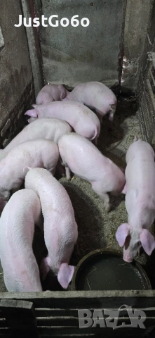 Продавам малки прасета, снимка 7 - Прасета - 52433146