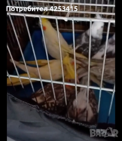 Продавам папагали Корела 