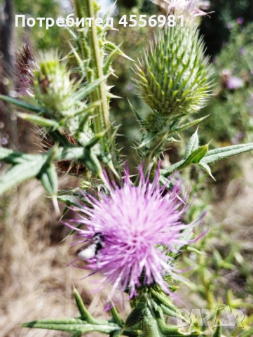 Пчелен мед от производител реколта 2025г. - доверие за качество, снимка 6 - Пчелни продукти - 51282505