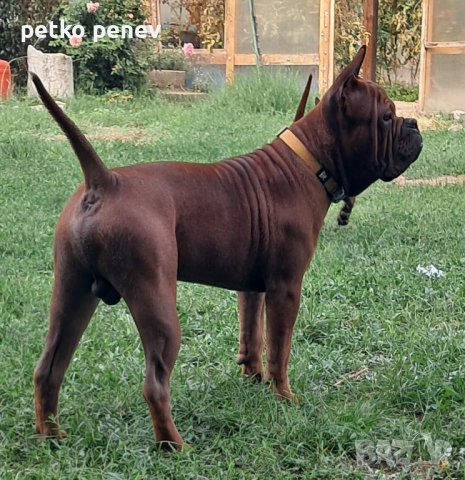 Чун цин китайски булдог, снимка 2 - Други - 50025524