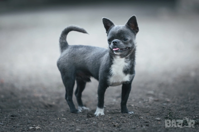Синьо мъжко чихуахуа за разплод, снимка 2 - Чихуахуа - 52299258