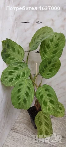 Маранта Light veins 