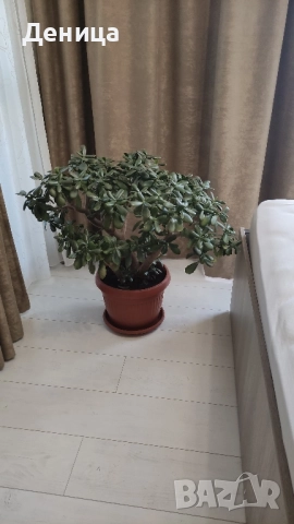 Дърво на живота, 75 см