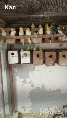 Корели, снимка 2 - Папагали - 49469615