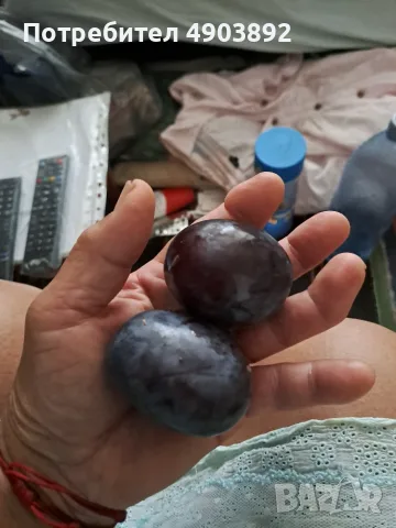 Сини сливи Стенли 