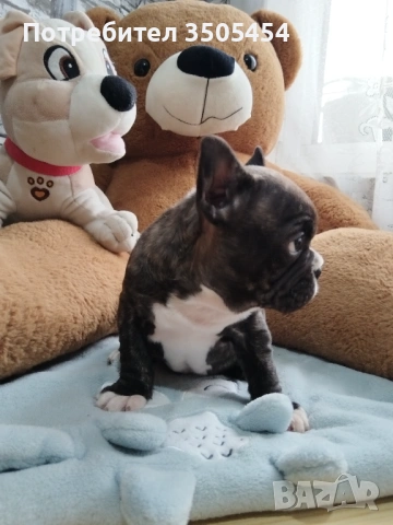 Френски булдок 