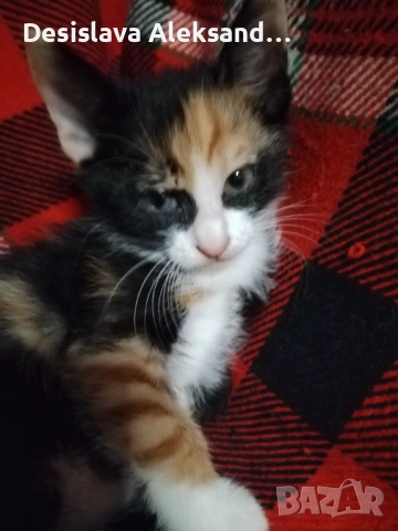 Подарявам много красиви домашни котенца , снимка 4 - Други - 51780206