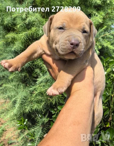 Американско Були Хл/American Bully XL , снимка 10 - Питбул - 55891222