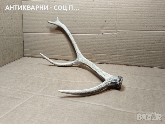 Еленски Рог, Рога. / НОМЕР 1680.