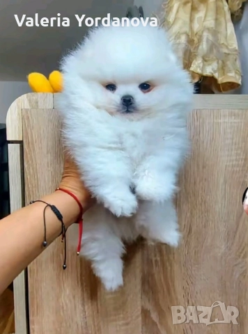 Мини Померан , снимка 1