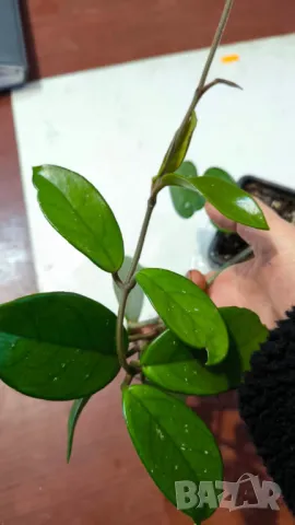 Hoya Carnosa (хоя, восъчно цвете), снимка 2 - Стайни растения - 47645404