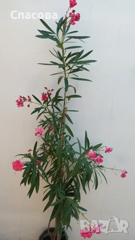 Зокум - различни цветове и размери /лян, олеандър/, снимка 13 - Градински цветя и растения - 10969183