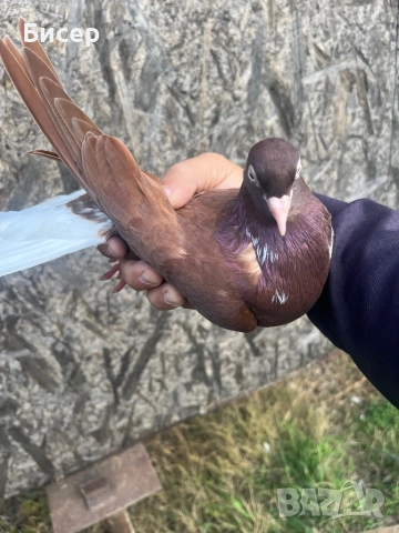 Търговишки гълъби