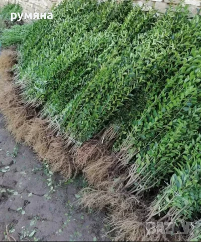 лигуструм за жив плет на гол корен 50-60 см 