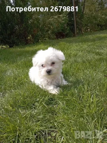 Малтийски болонки , снимка 1