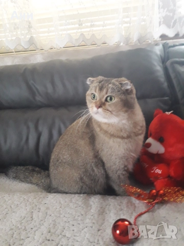 ТОП НОВОГОДИШНА ЦЕНА ШОТЛАНДСКА ЗЛАТНА ЧИНЧИЛА, снимка 8 - Британска късокосместа - 52897372