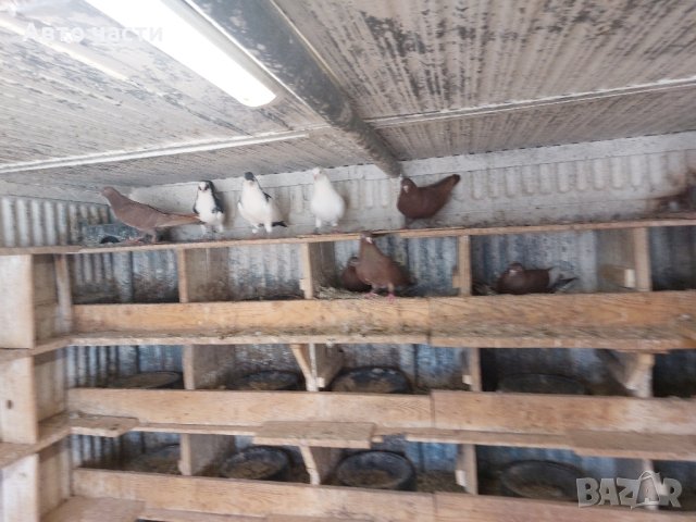 пазарджишки високолетачи.със добри полети