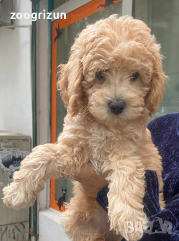 Малки пудели кавапу, снимка 6 - Пудели - 52238826