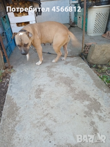 Пясъчна Пидбука, снимка 4 - Питбул - 51460790