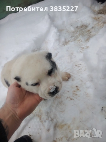 САО-Алабай , снимка 3 - Алабай - 53064129