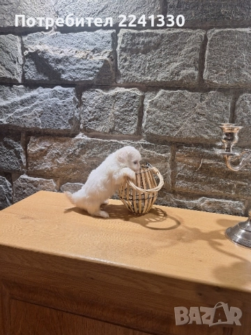 мини малтиски болонки, снимка 1