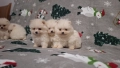 Померан мини померанчета чисто бели, снимка 9