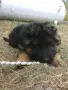 Чистокръвна немска овчарка , снимка 1
