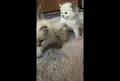 Невска маскарадна котка , снимка 2