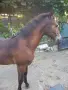 Мъжко конче    ., снимка 2