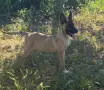 Белгийска овчарка Малиноа , снимка 4