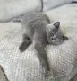 Британски чистокръвни късокосмести, снимка 3