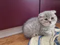Шотландски клепоухи котенца , снимка 16