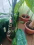 Зряла стайна Дифенбахия (Dieffenbachia) с декоративно стъбло, снимка 2