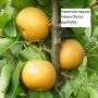 Круши специална селекция, снимка 4