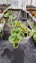 Кошница с вариегатна Винка, Vinca major Variegata, снимка 5