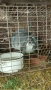 продавам домашни зайци ....., снимка 3