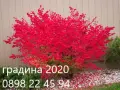 Oгнен храст - Euonymus alatus, снимка 1
