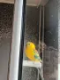 Поен мъжки папагал , снимка 7