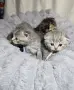Клепоухи шотландски котета , снимка 2