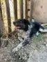 мъжко каракачанско куче, снимка 3