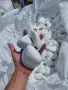 Бели декоративни камъчета , снимка 16