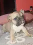 Френски булдог., снимка 3