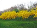 Форзиция, Forsythia, студоустойчива, снимка 4