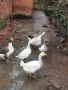 Продавам домашни патки стават и за клане и за гледане , снимка 1