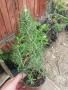 Розмарин , снимка 5