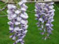 Вистерия -Глициния, снимка 12