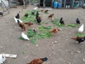 Селски кокошки, снимка 4